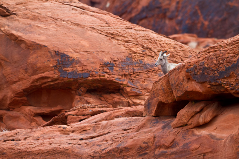 Bighorn On Slickrock